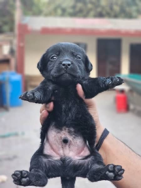 Labra puppies available 3