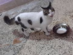 Pair of Persian cat urgent sale
