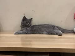 persian cat grey with latterbox and specula