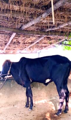 2 daant Bull for sale  Contact:03125173572