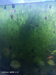 snails,fish