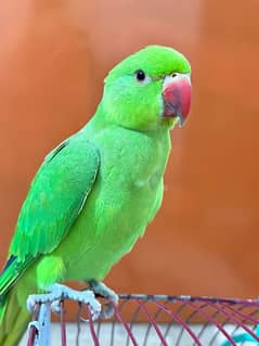 Green Parrot Female