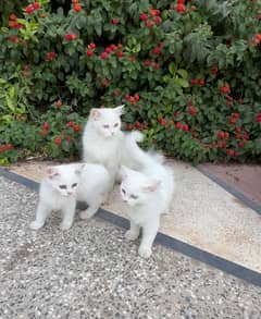 persian cat / persian kittens / cat for sale in Multan/white pet cat