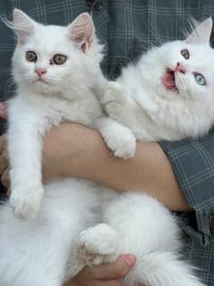 persian cat / persian kittens / cat for sale in Multan/white pet cat