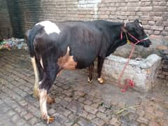 cow for sale,pehli dafa hay,pabbi nowshera,031015-12-472