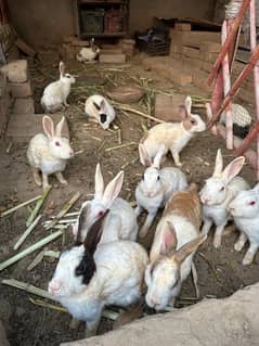 Pet rabbits for sale