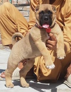 Turkish kangal dog ful security dog male for sale cargo available