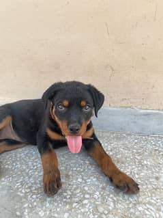 Rottweiler Puppy Female 2 month old for Sale In Islamabad