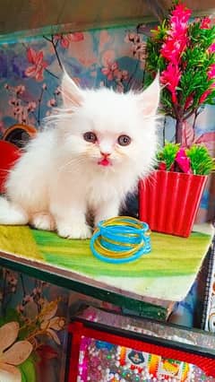 Persian White Triple Coated Cats And Kittens