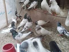 High Flyer Pigeons Home breed