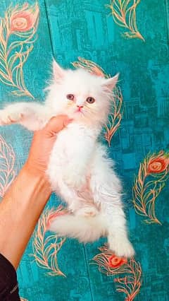 Persian Kittens - Triple Coated - White Fawn