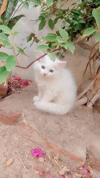 kitten for sale 1