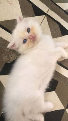 Persian kittens tripple coated