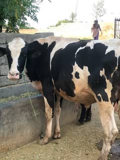 fresion bull for sale