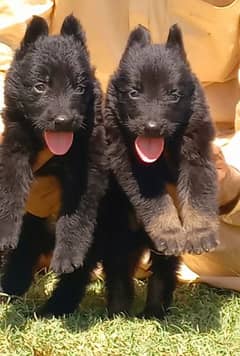 German shepherd puppies pair for sale age 2 month