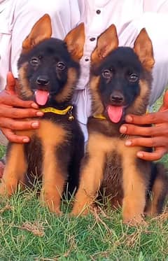 German Shepherd Male and female for sale available