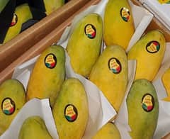 EXPORT QUALITY MANGOES WITH FREE DELIVERY