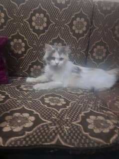 Triple coat Pure Persian cat