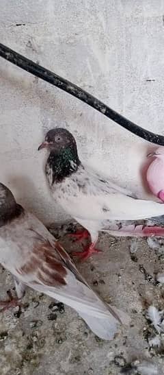 greybaaz pigeon sale urgent