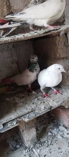 greybaaz pigeon sale urgent