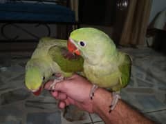 Pahari Raw Parrot Self Chicks Available Contact 03362838259