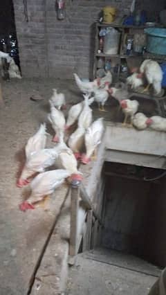 70 hens available
