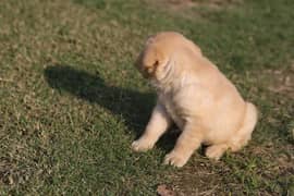 labardoor puppy for sale