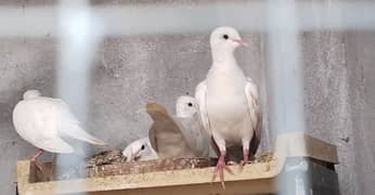 Rare White Doves For Sale Home Breed
