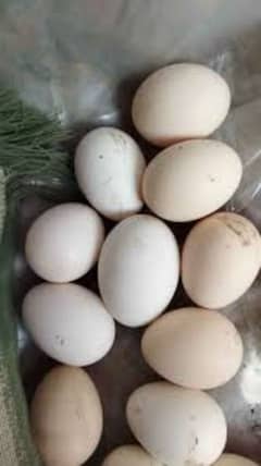 Eggs of Paper White Aseel
