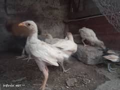 hen mashallah white pure Desi chicks +1 laka faintail pair