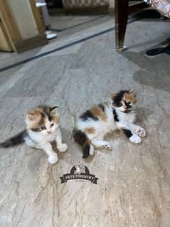 GIFT QUALITY HEALTHY PERSIAN  Calico KITTENS LE casH on Delivery