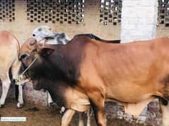 Qurbani hissa / Bull share