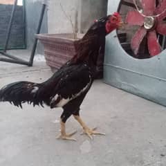 Aseel Male for sale