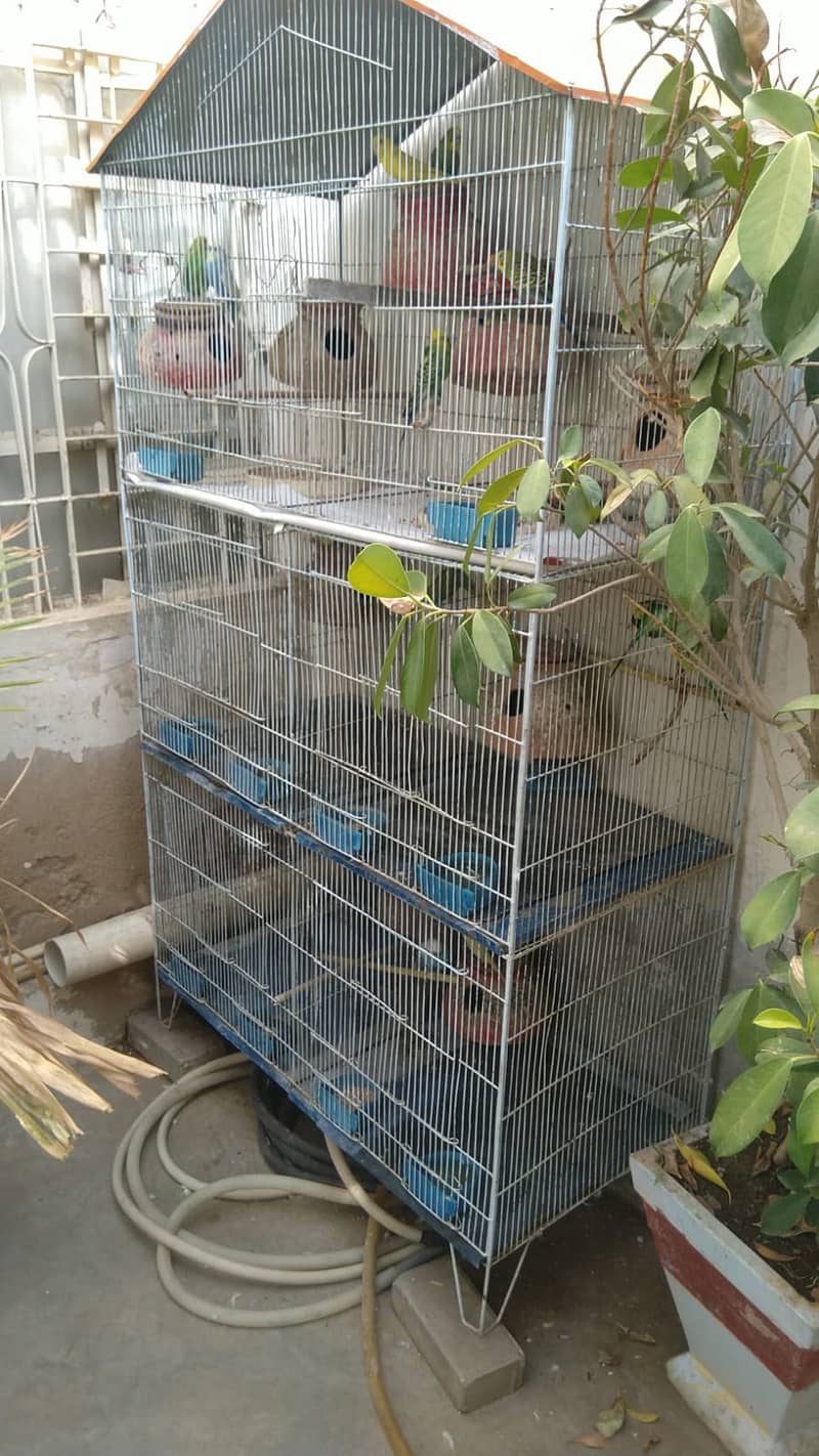 Austalian parrots HOGO Splits, TCB breeder pairs 6 with Iron Cage 2