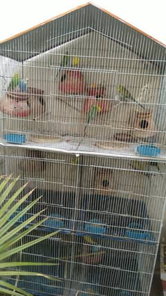 Austalian parrots FULL SETup HOGO Splits,TCB breeder pairs 6 Iron Cage