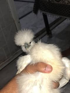 10 week silki hen for sale male and female pair