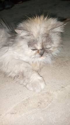Persian punch face cat color grey