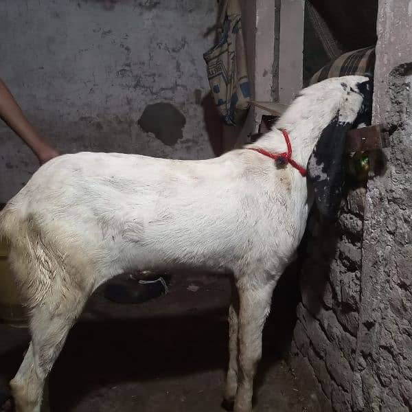 bakra Goat for Qarbani / Aqeeqa 17