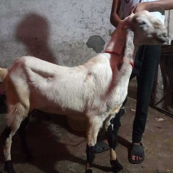 bakra Goat for Qarbani / Aqeeqa 19