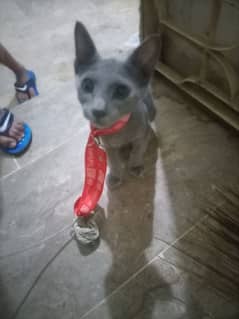 Russian blue male baby 3 month