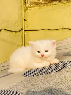 Triple Coated Persian White Female for Sale 1 month