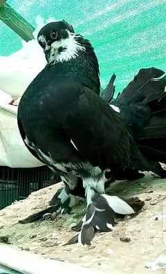 Lakka pigeon(kabuter), fancy pigeon