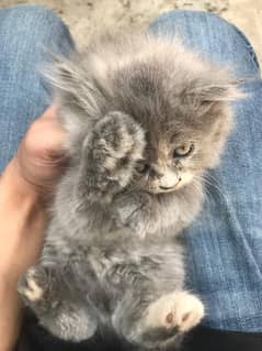 Persian kitten semi punch face