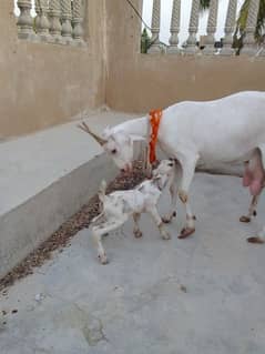 female goat