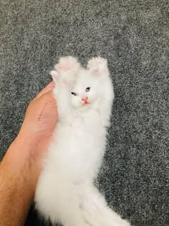 Triple Coated White Persian Kitten for Sale