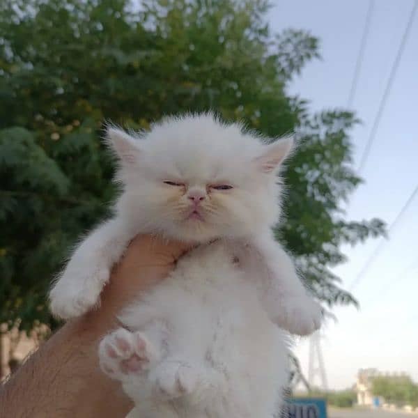 Persian Kittens Available 1