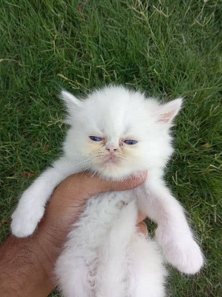 Persian Kittens Available 2