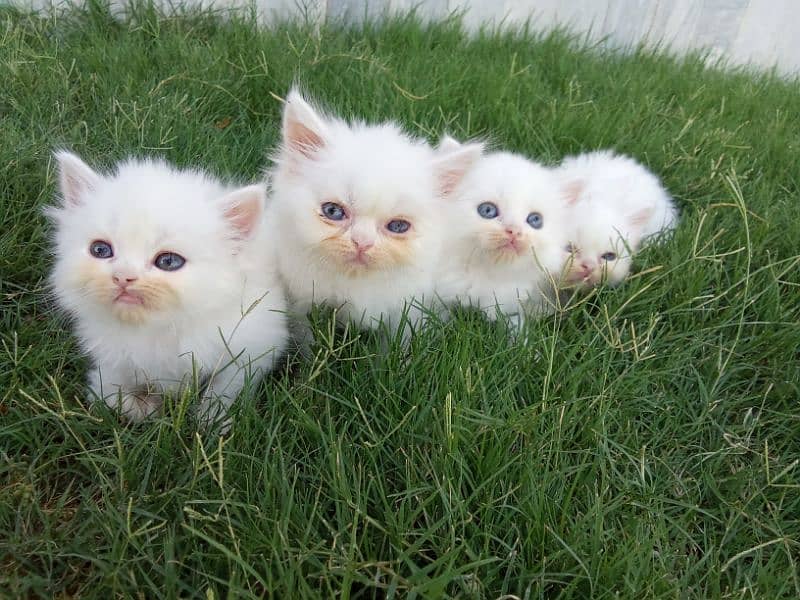 Persian Kittens Available 3