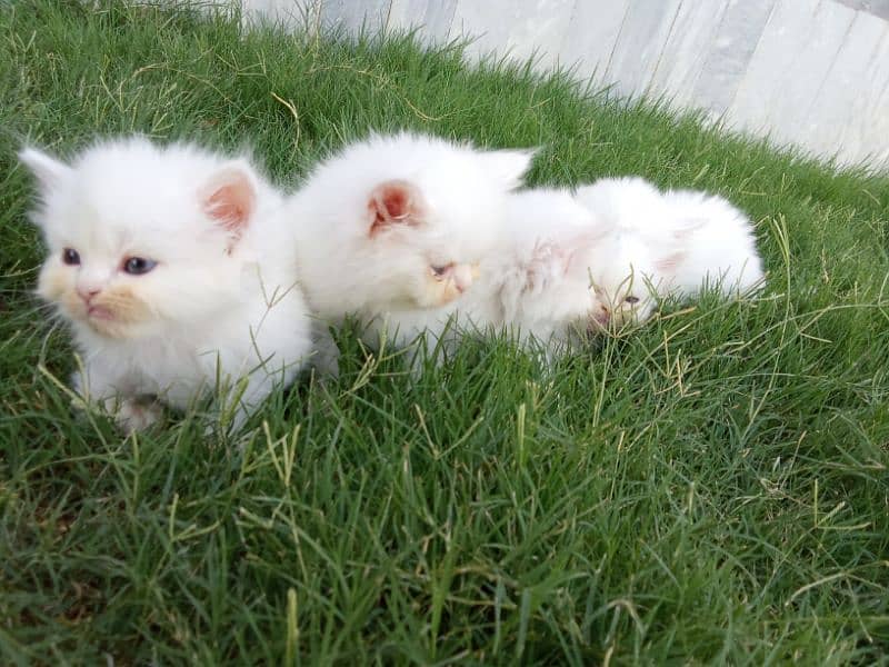 Persian Kittens Available 4