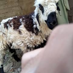 khassi sheep [sheep]